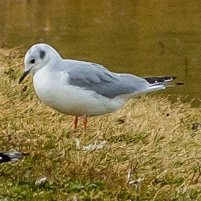 Bonaparte's Gull - Eric Juterbock