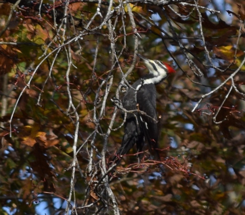 Pileated Woodpecker - ML39630371