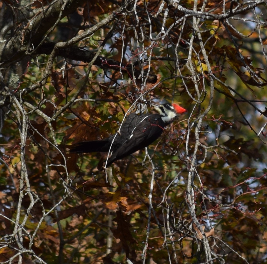 Pileated Woodpecker - ML39630381
