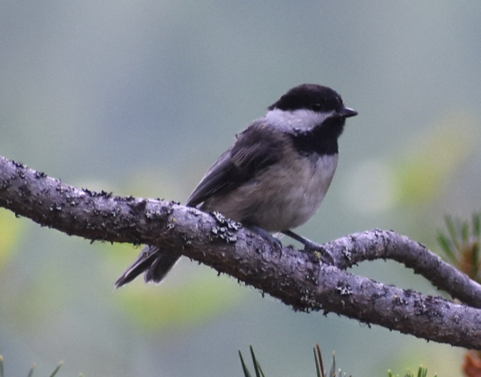 Mésange à tête noire - ML396304031