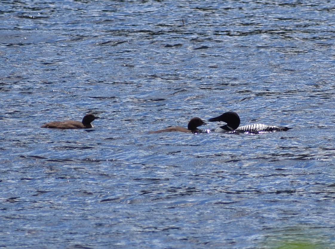 Common Loon - ML396304061