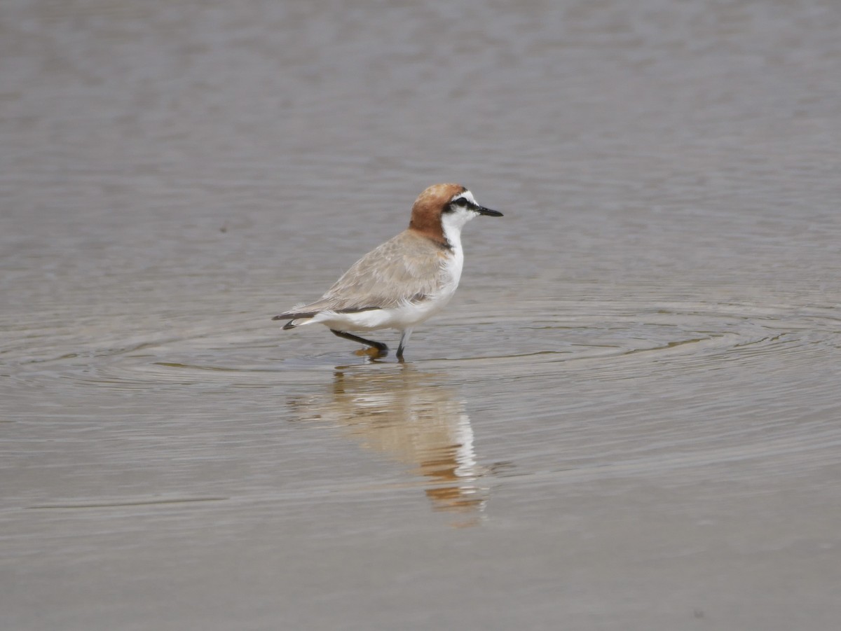 Red-capped Plover - ML396304581
