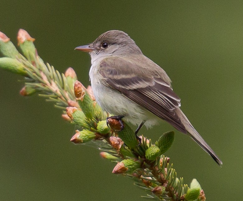 Willow Flycatcher - ML396307041