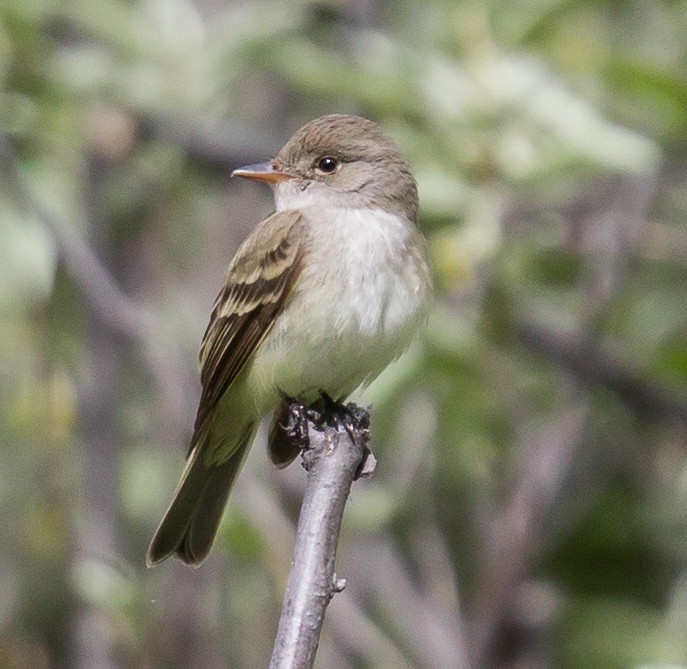 Willow Flycatcher - ML396307051