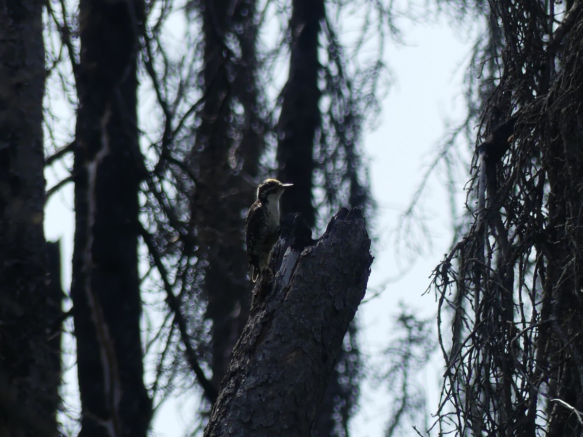 American Three-toed Woodpecker - Eamon Corbett