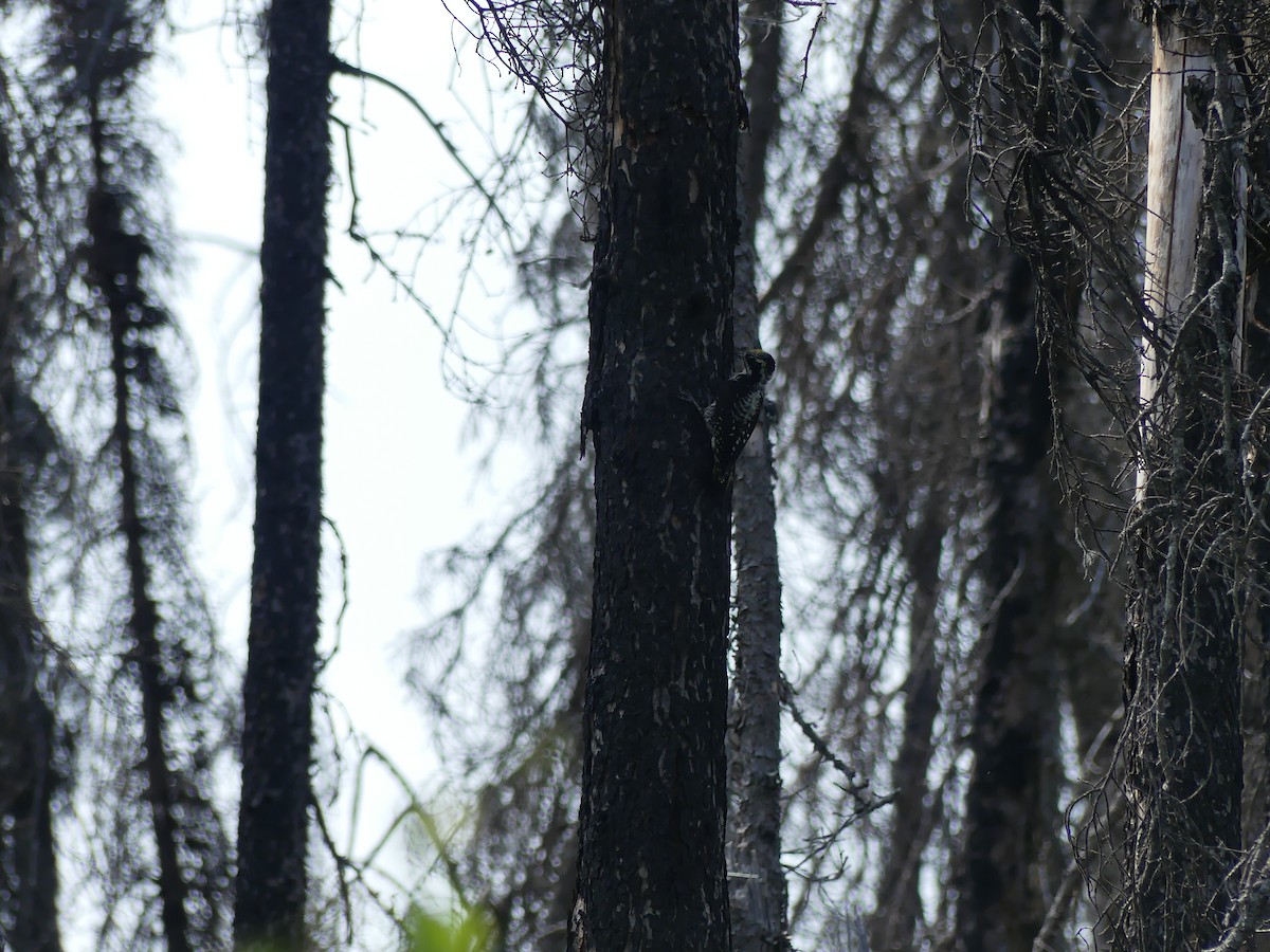 American Three-toed Woodpecker - ML396307871