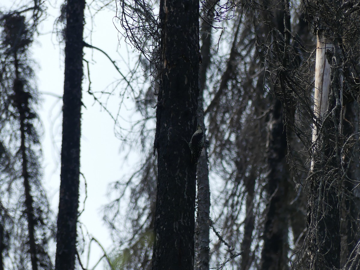 American Three-toed Woodpecker - Eamon Corbett