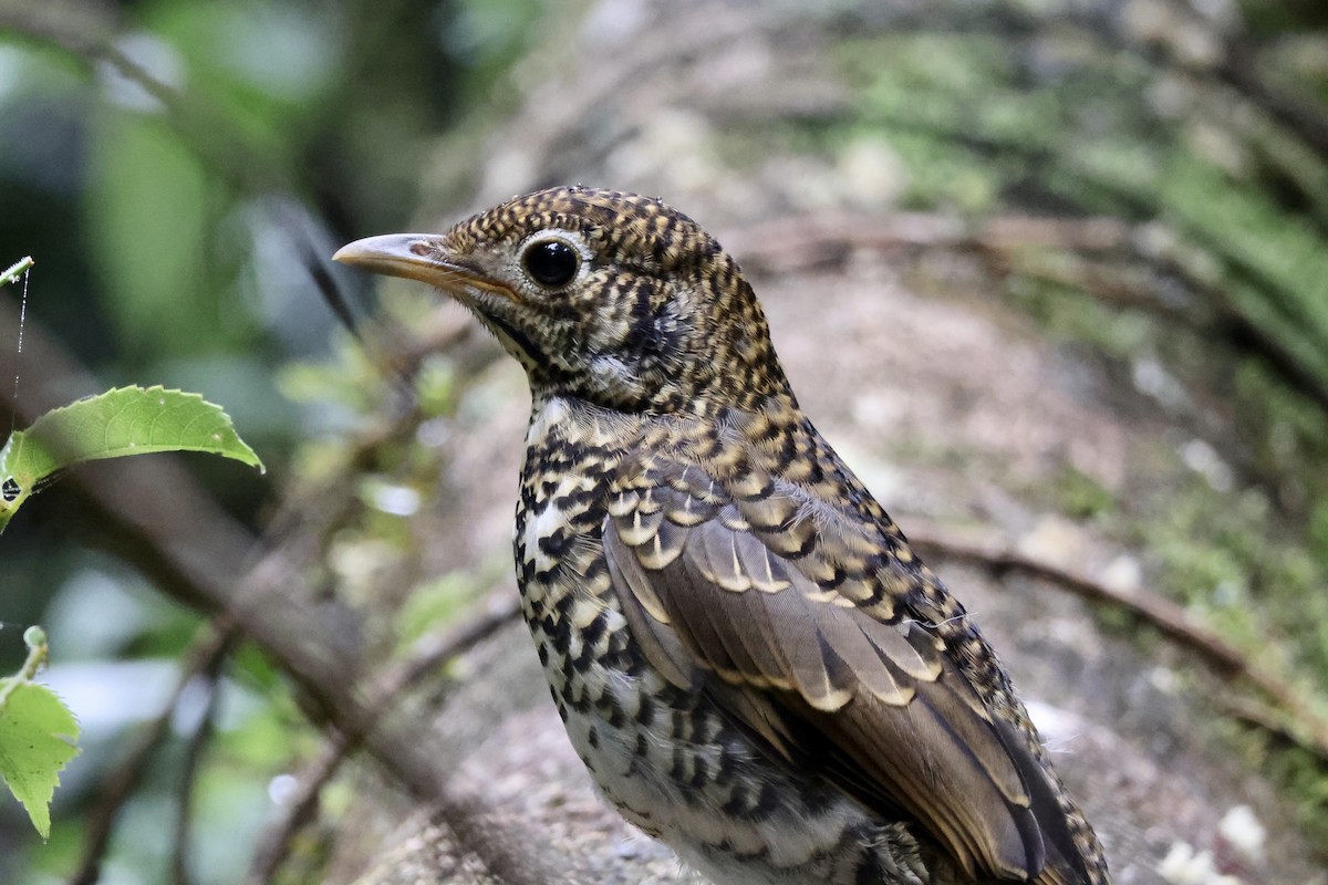 Bassian Thrush - ML396309191