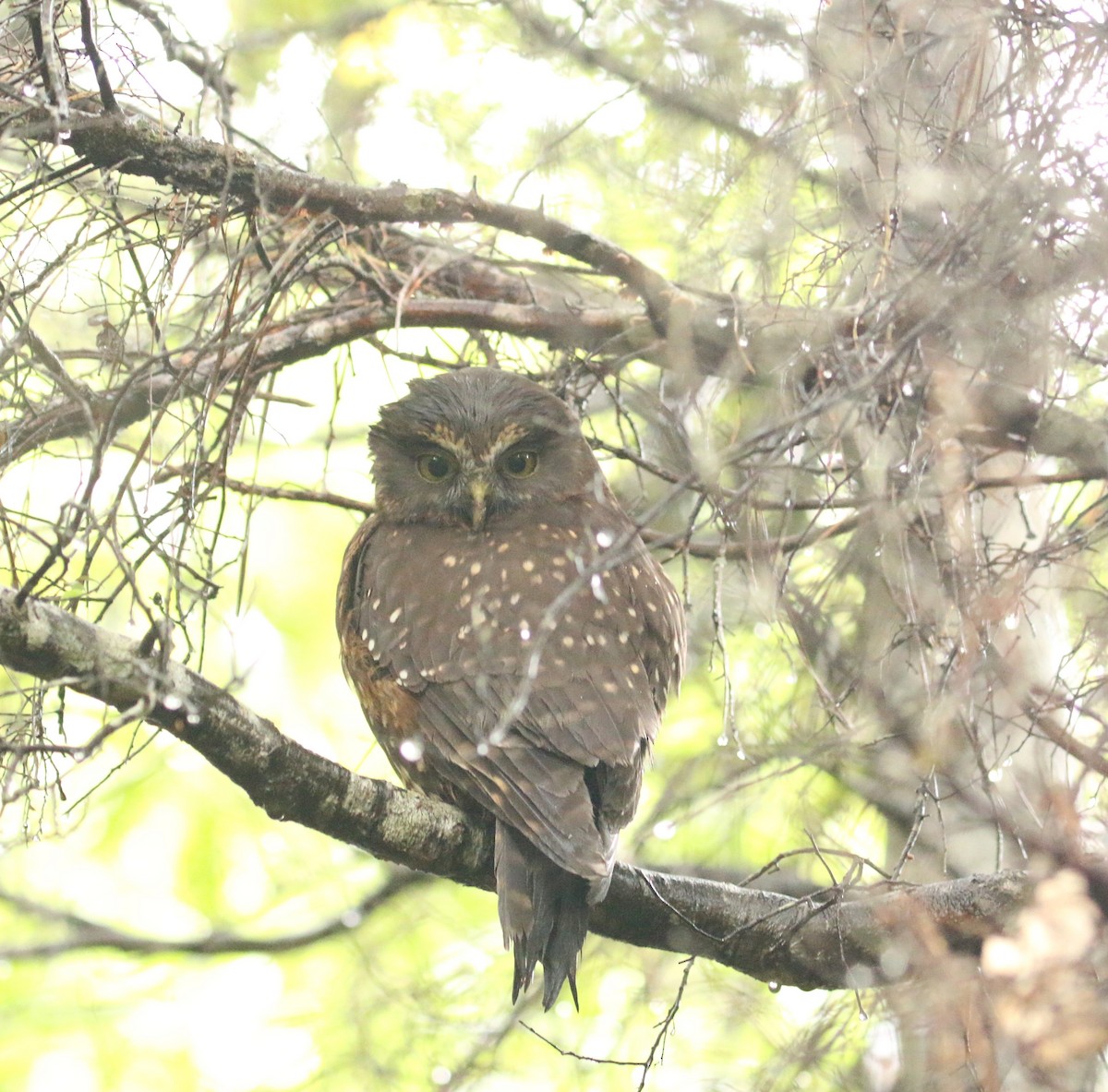 Morepork - ML396311821