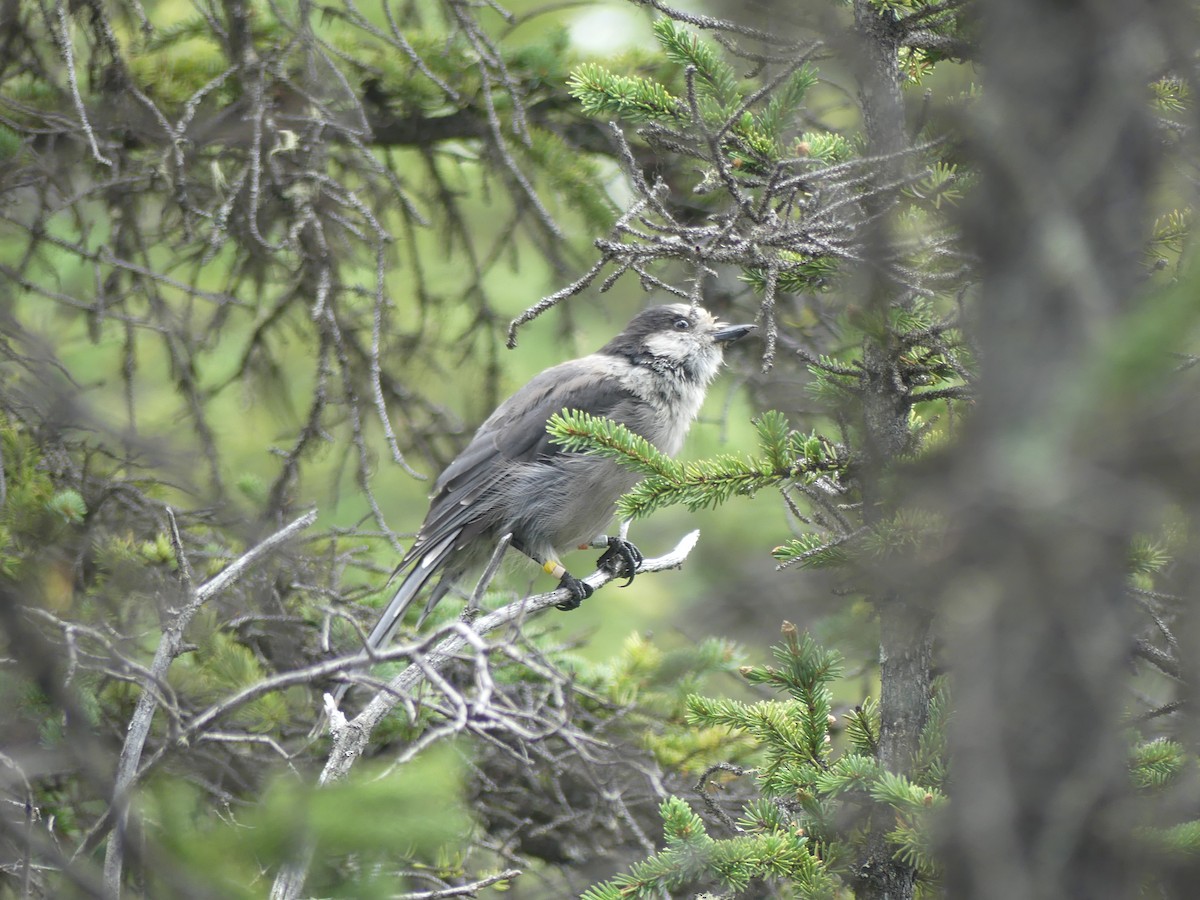 Canada Jay - ML396312861