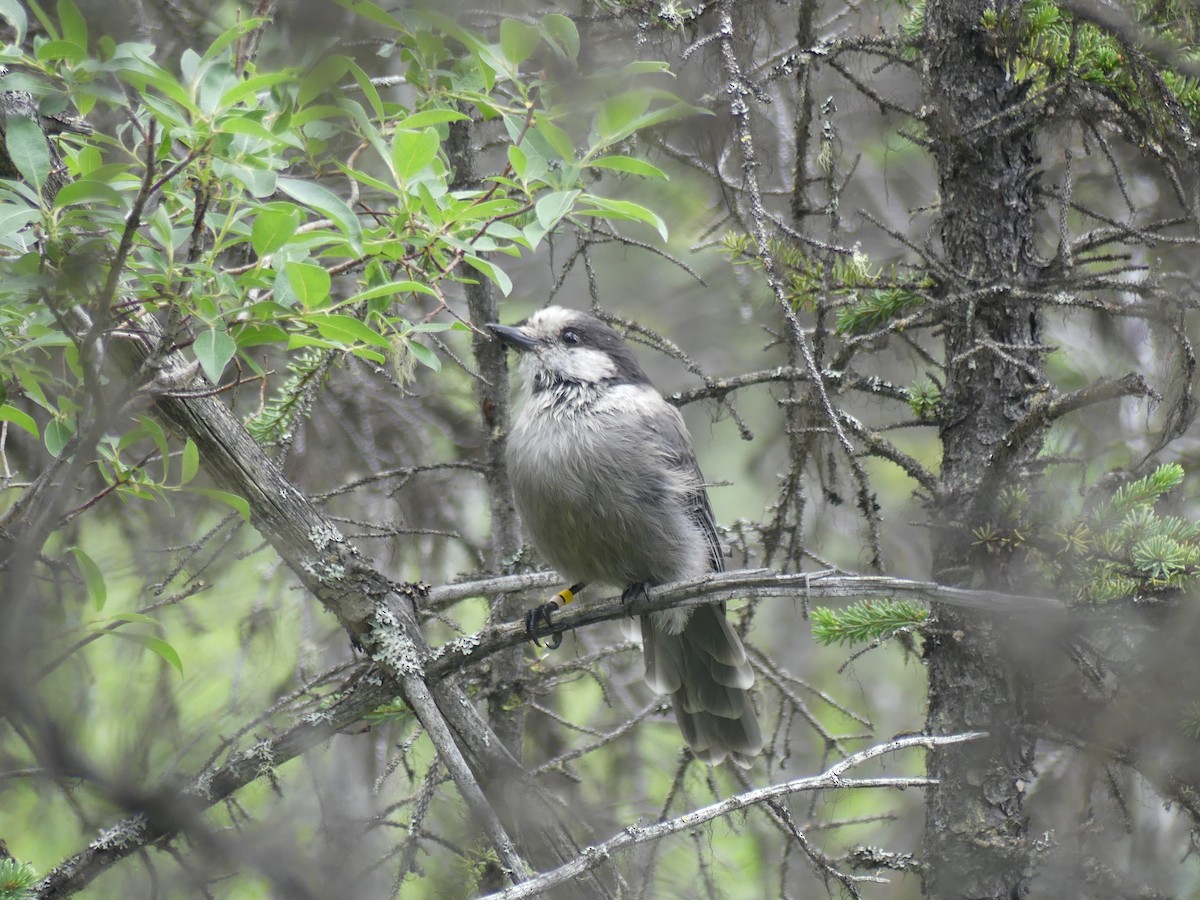 Canada Jay - ML396312891