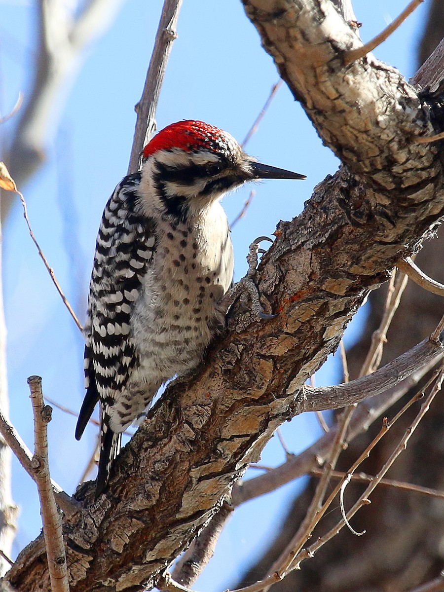 Ladder-backed Woodpecker - Jonathan Dowell