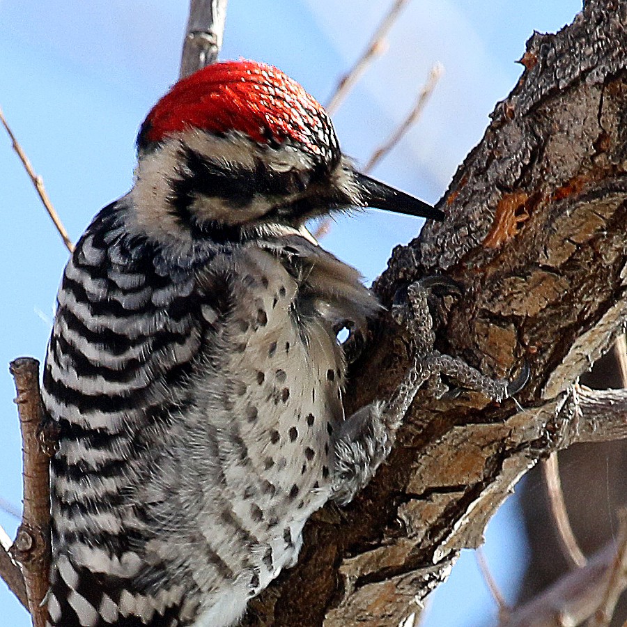 Ladder-backed Woodpecker - ML396313231