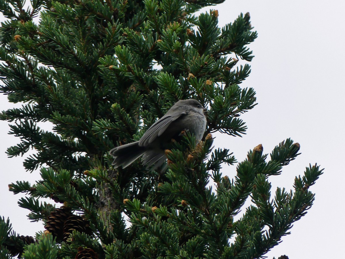 Boreal Chickadee - ML396313731