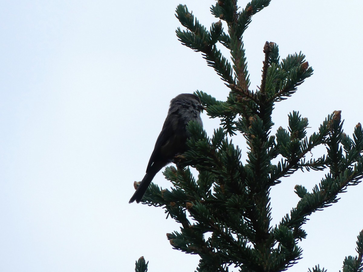 Boreal Chickadee - ML396313761