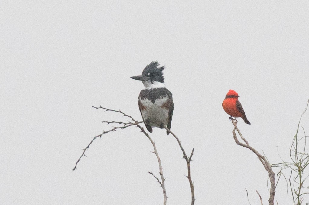 Belted Kingfisher - ML396314441