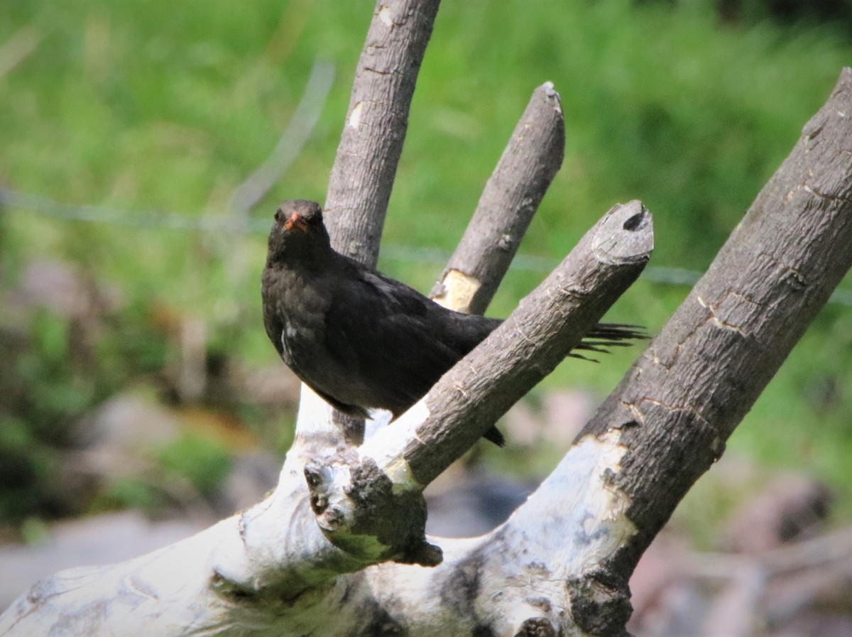 Great Thrush - ML396316411