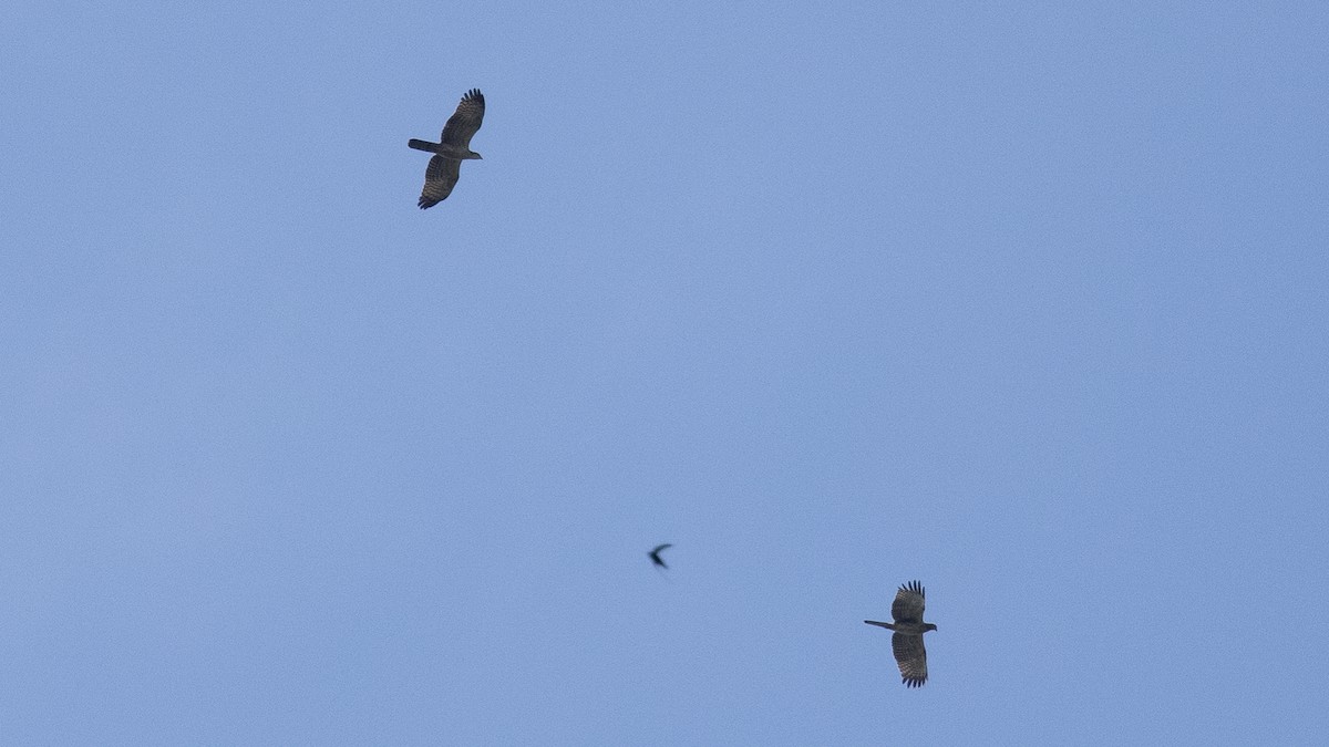 Oriental Honey-buzzard - Charmain Ang