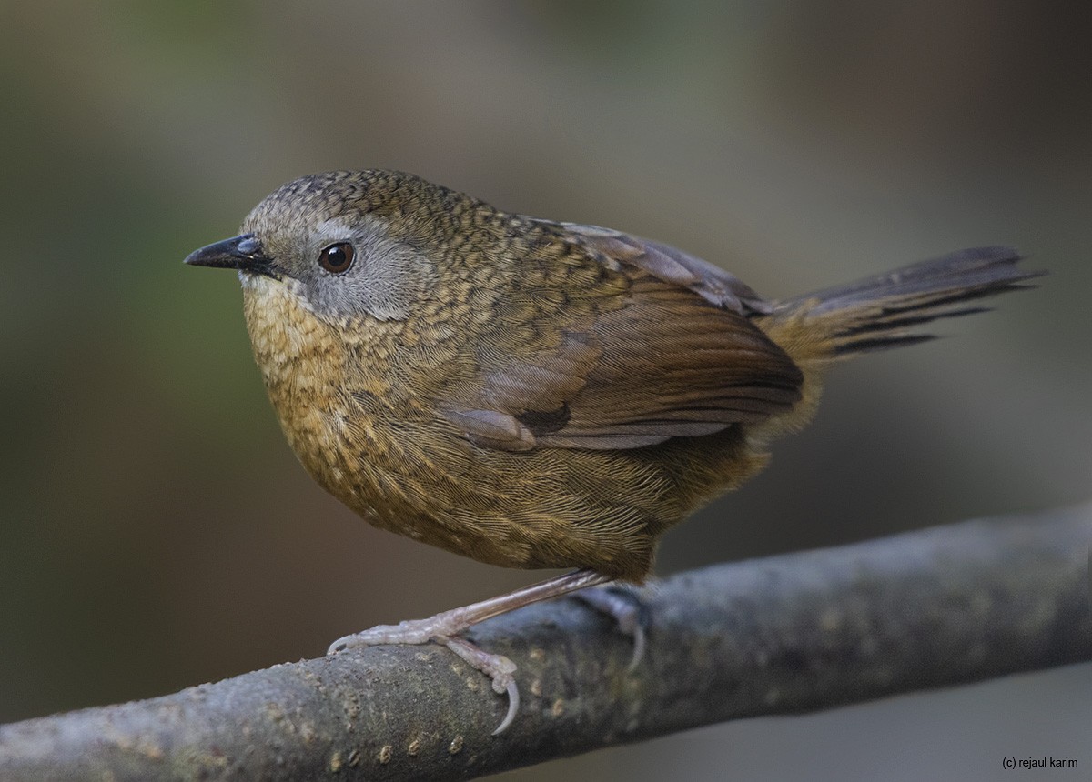 Tawny-breasted Wren-Babbler - Rejaul Karim
