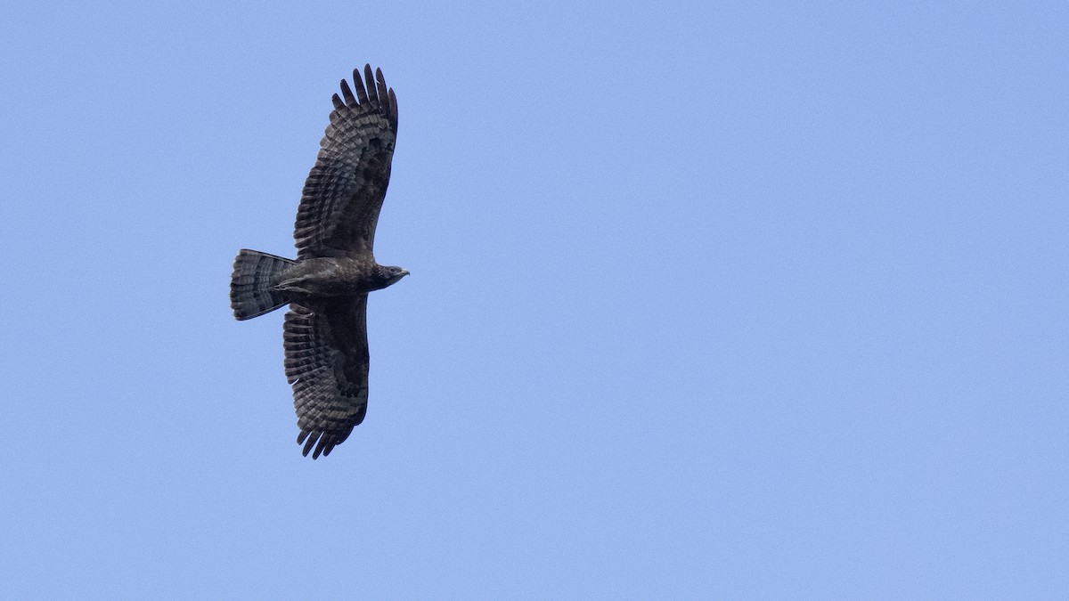 Oriental Honey-buzzard - Charmain Ang