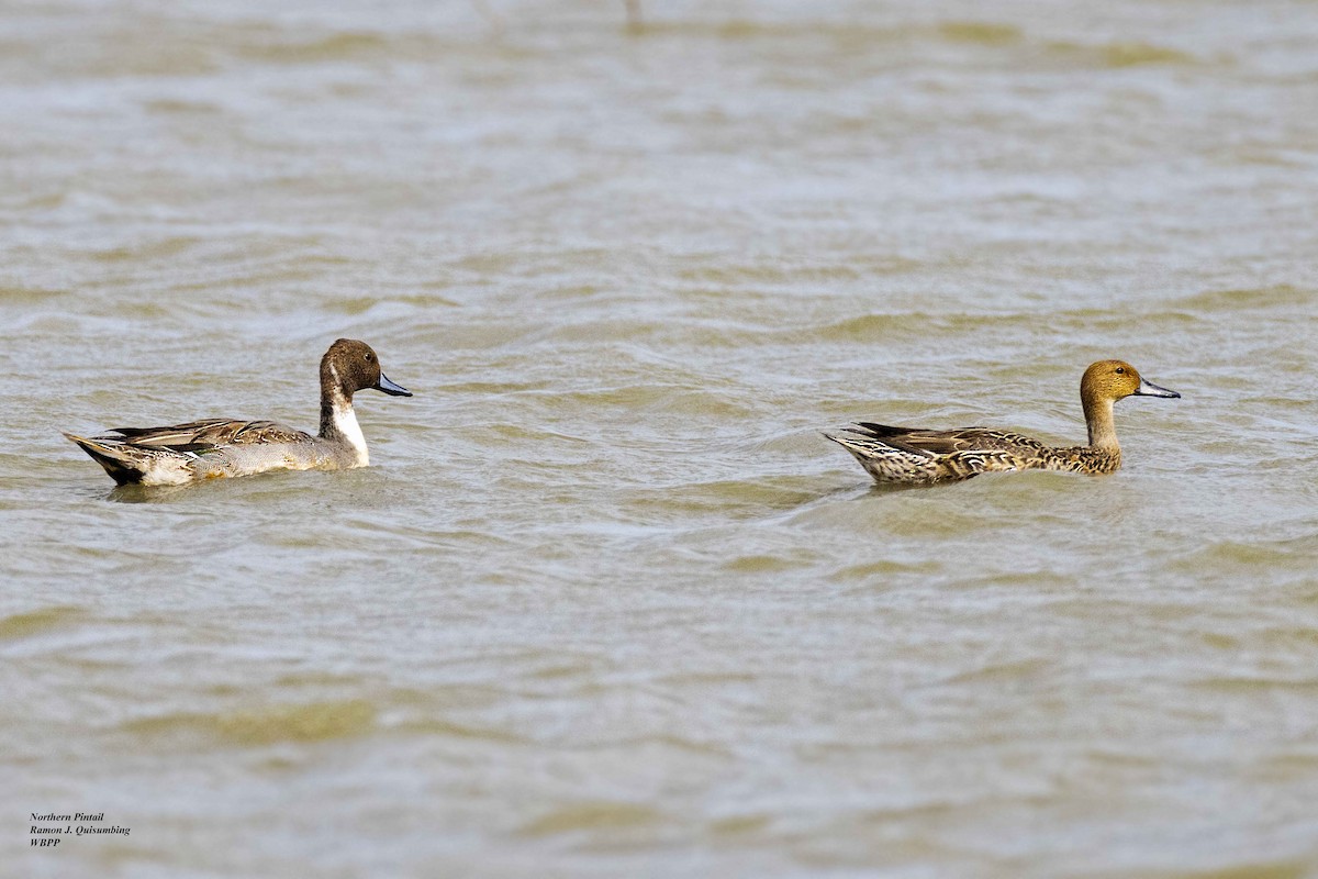 Northern Pintail - ML396320101