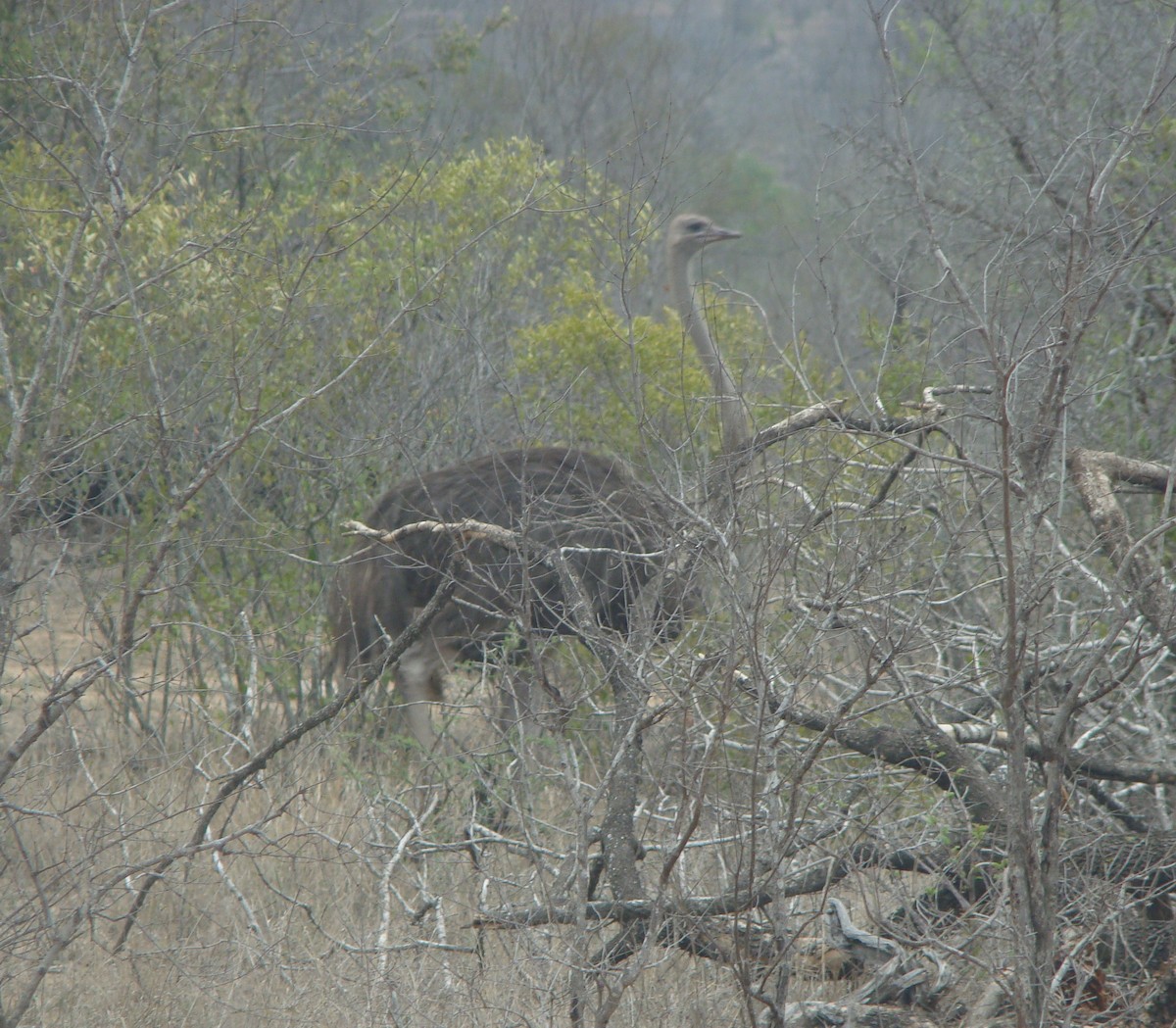 Devekuşu - ML396321411
