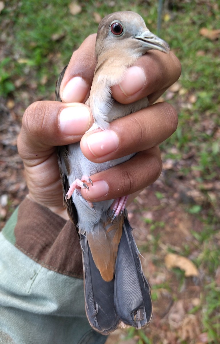 Blue Ground Dove - ML396321571