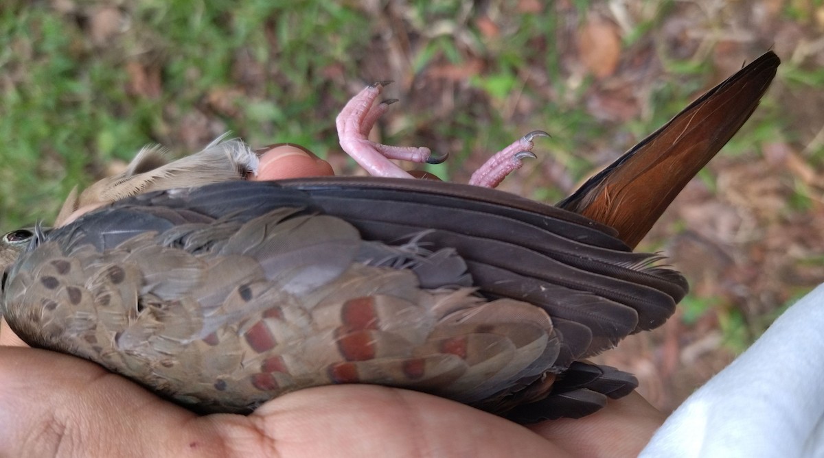 Blue Ground Dove - ML396321581