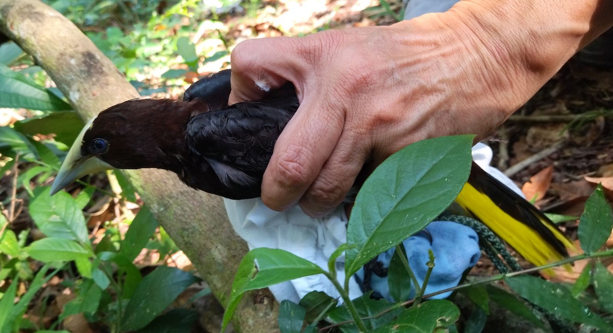 Chestnut-headed Oropendola - ML396321731