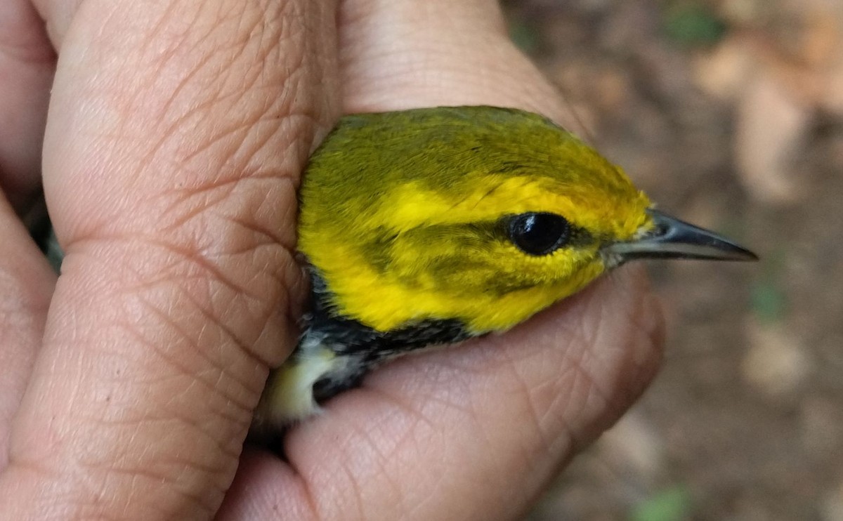 Black-throated Green Warbler - ML396321821