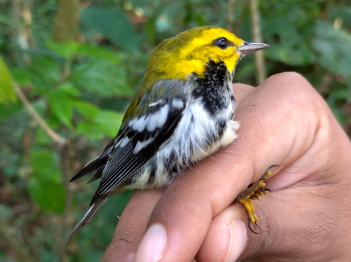 Black-throated Green Warbler - ML396321841