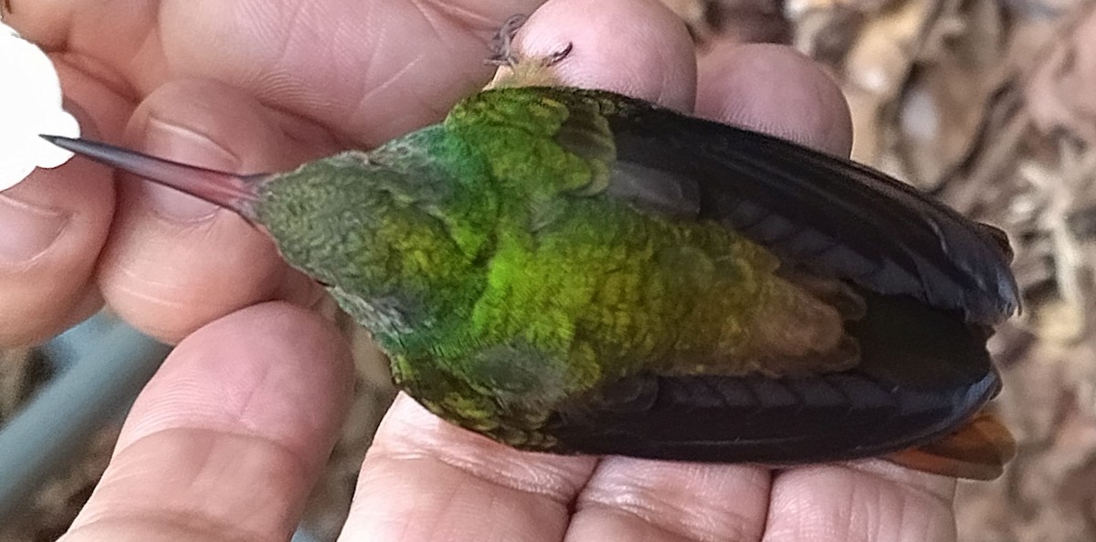 Buff-bellied Hummingbird - ML396322161