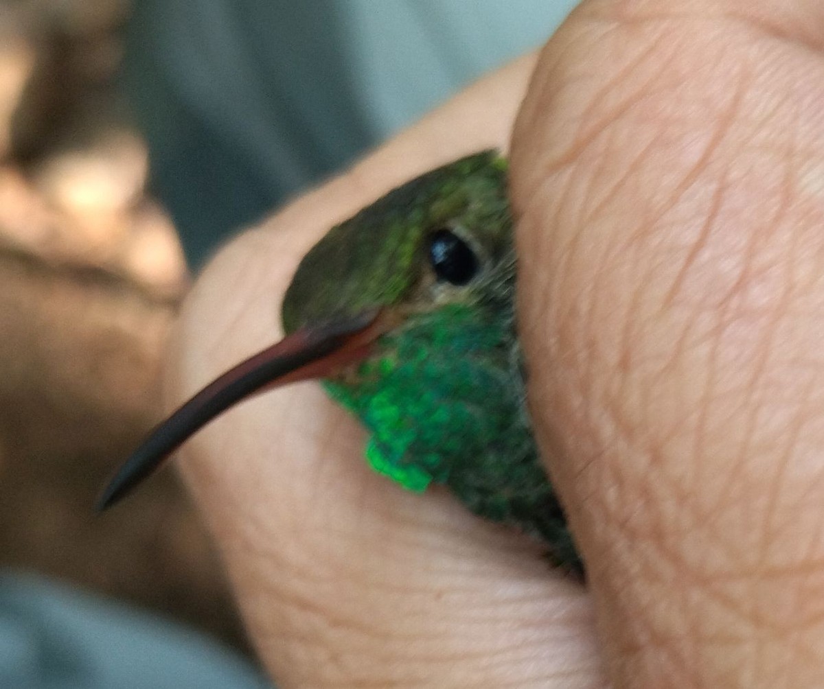 Buff-bellied Hummingbird - ML396322171