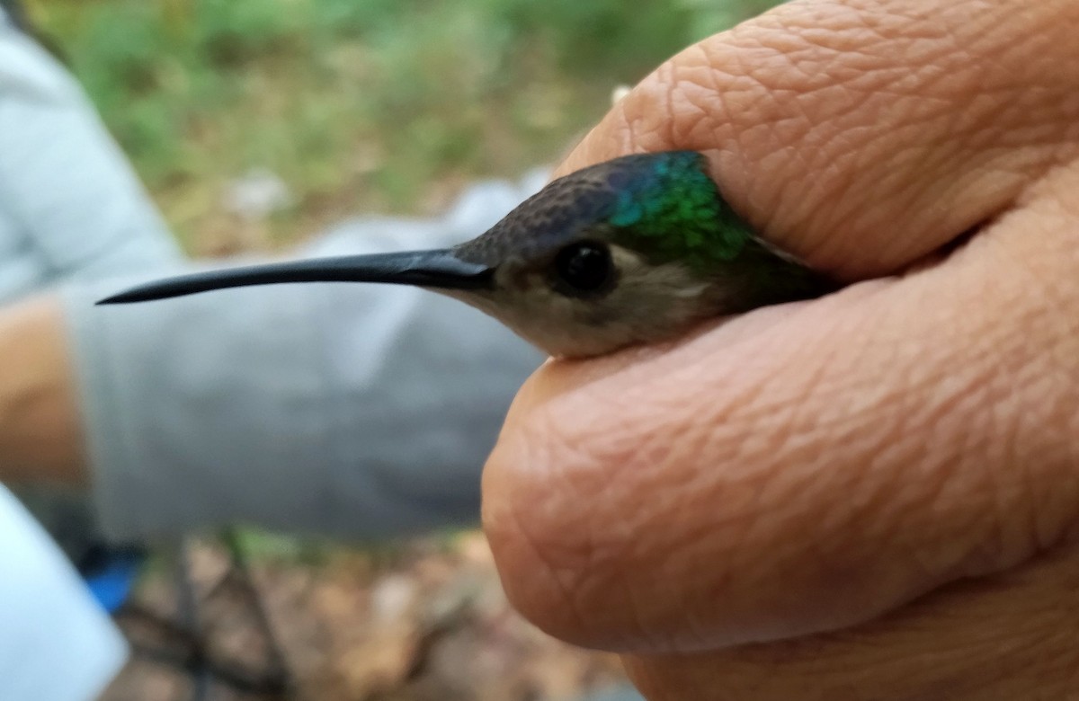 Wedge-tailed Sabrewing - Axel Fuentes-Moreno