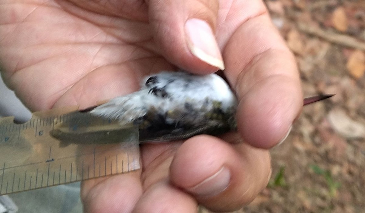 White-bellied Emerald - ML396322341