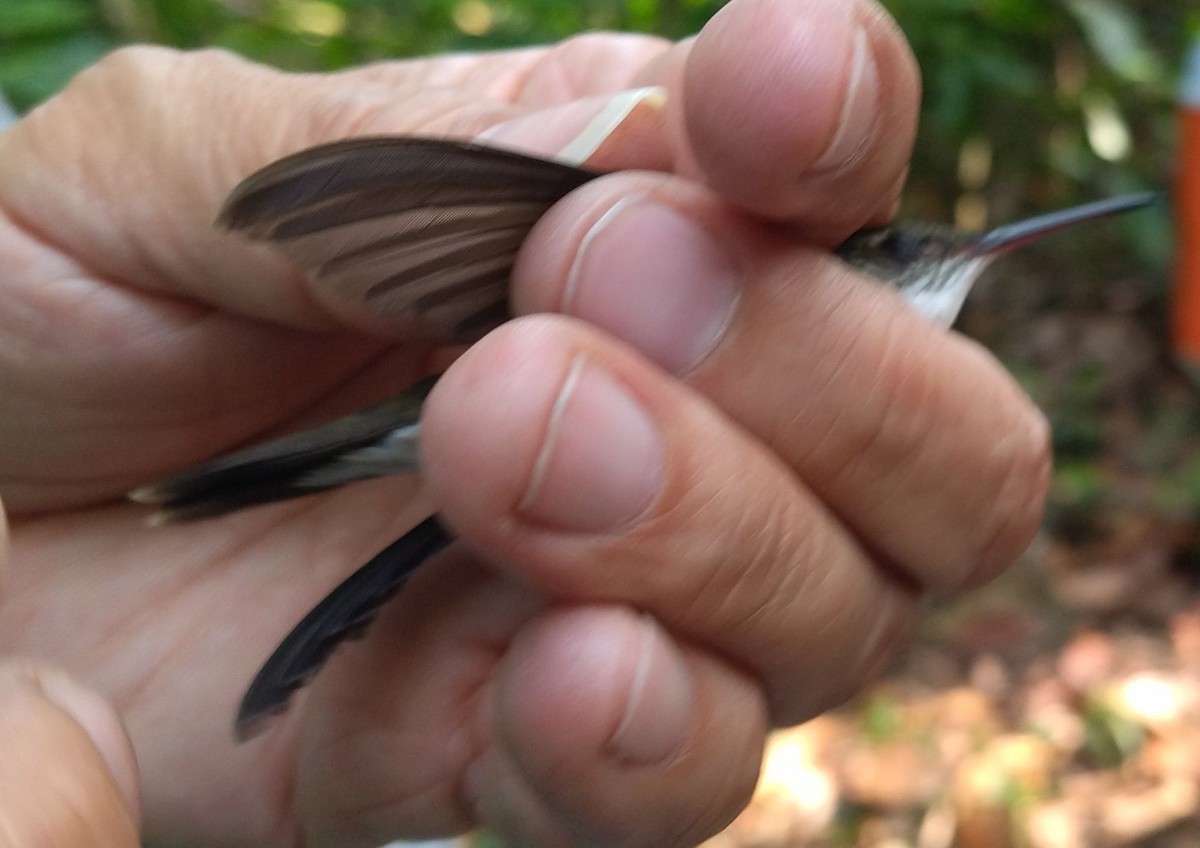 White-bellied Emerald - ML396322351