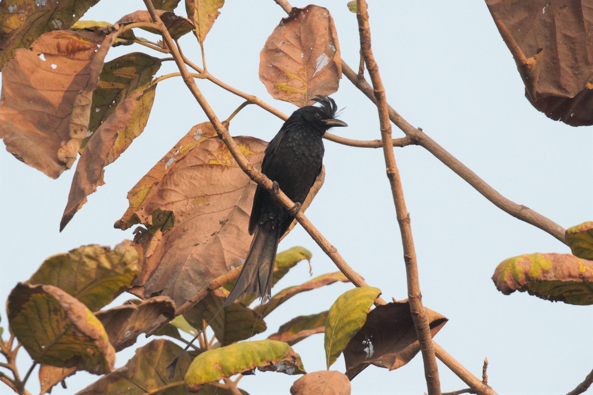 Greater Racket-tailed Drongo - ML396323291