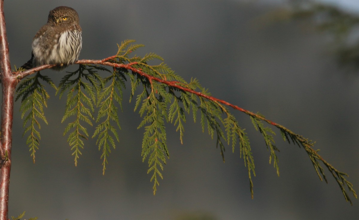 Northern Pygmy-Owl - ML396323771