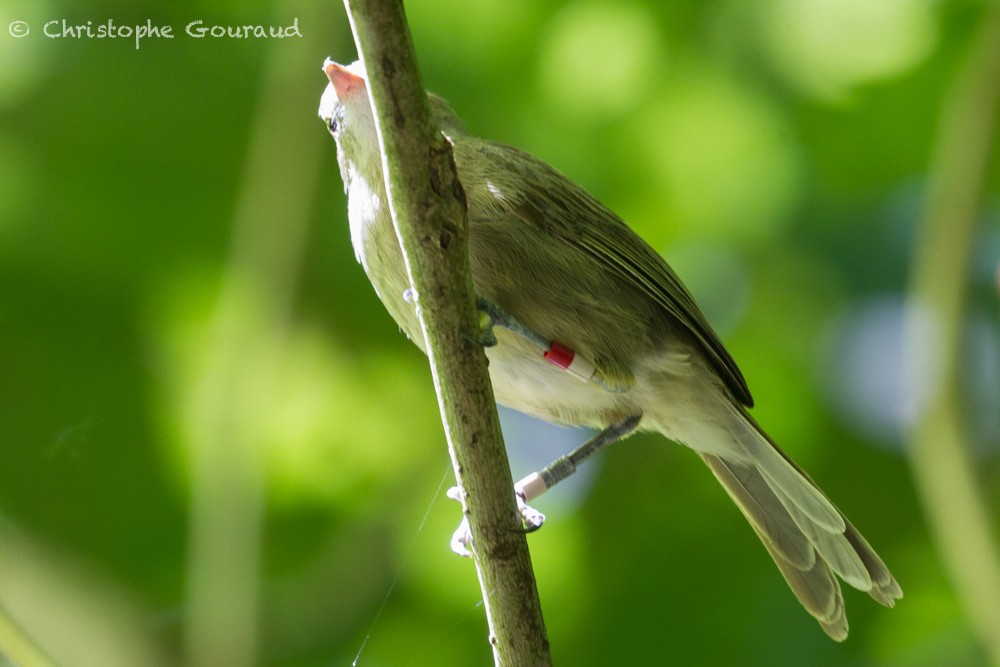 Seychelles Warbler - ML396326061