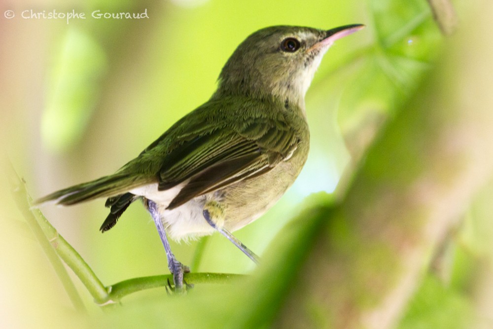 Seychelles Warbler - ML396326081