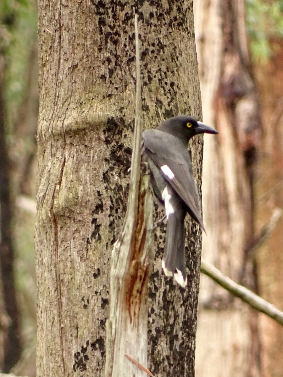 Pied Currawong - ML39632751