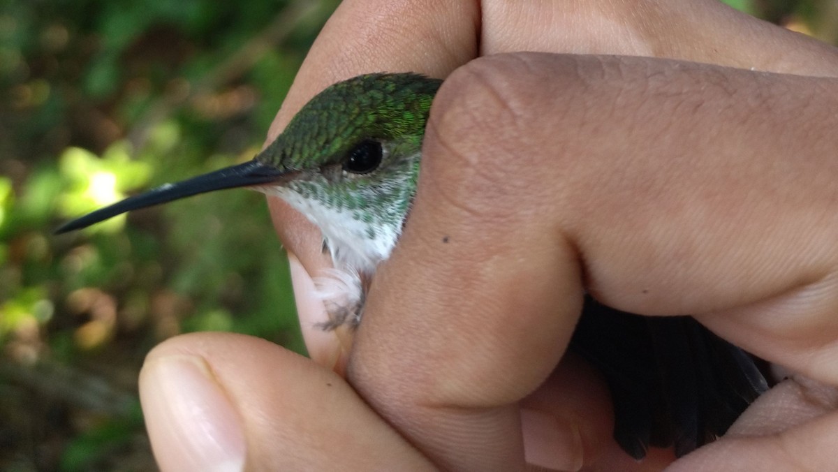 White-bellied Emerald - ML396327521