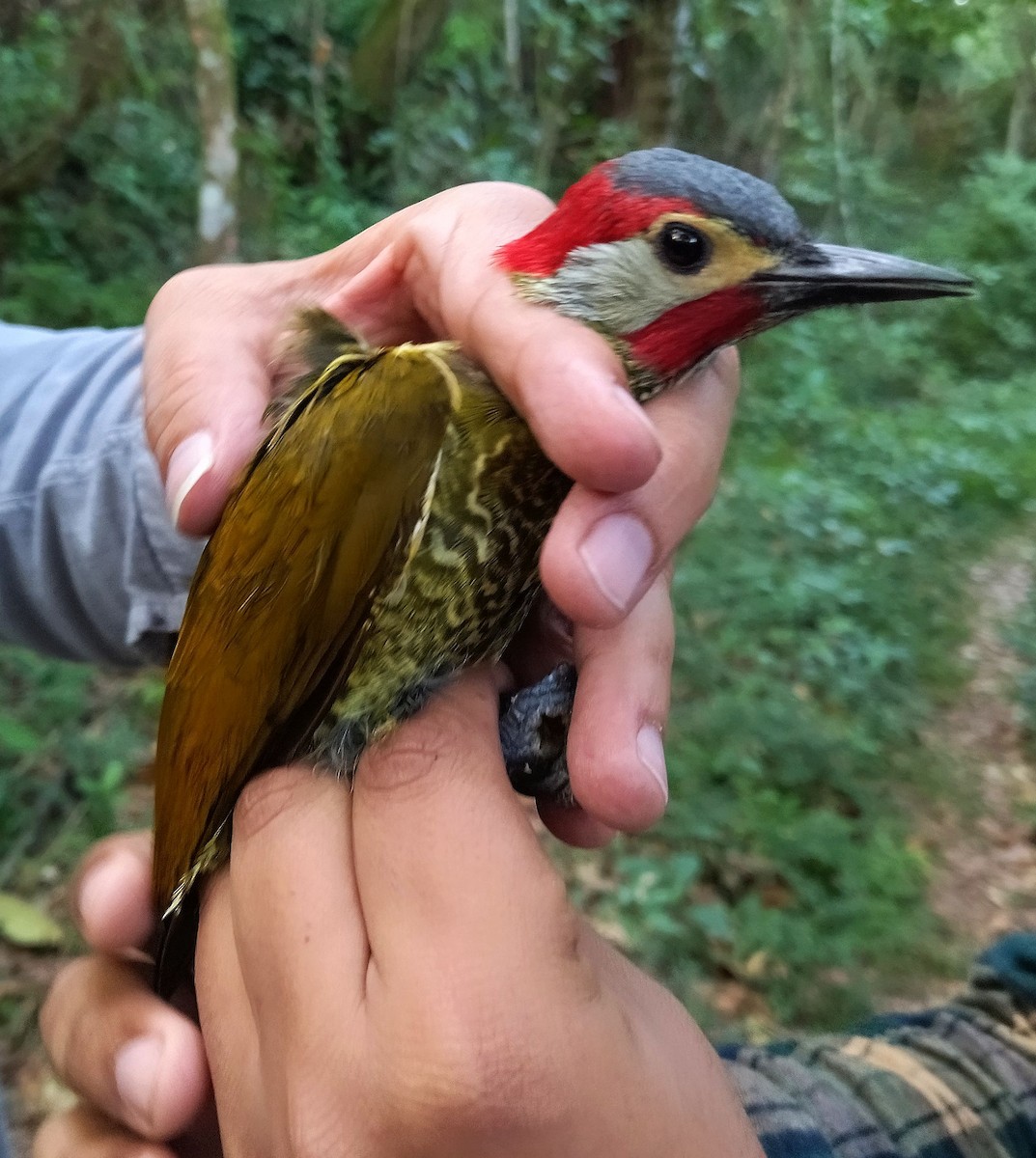 Carpintero Oliváceo (aeruginosus) - ML396327541