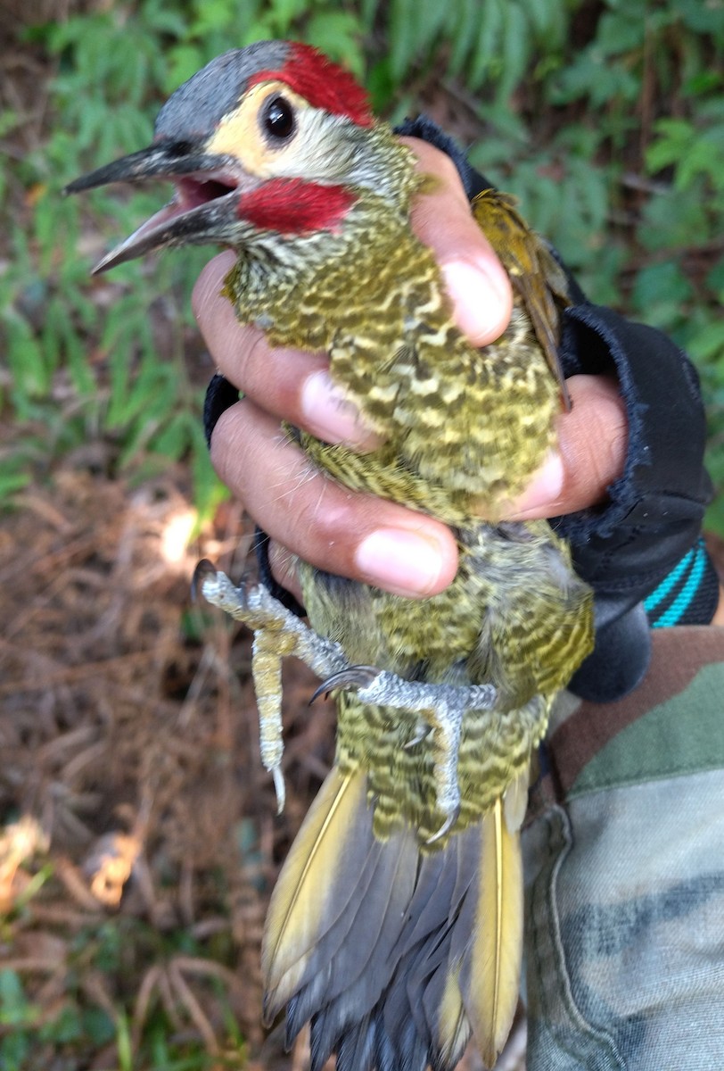 Golden-olive Woodpecker (Bronze-winged) - ML396327551