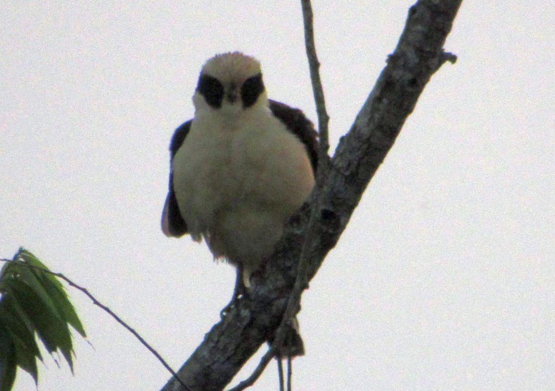 Laughing Falcon - ML396327651