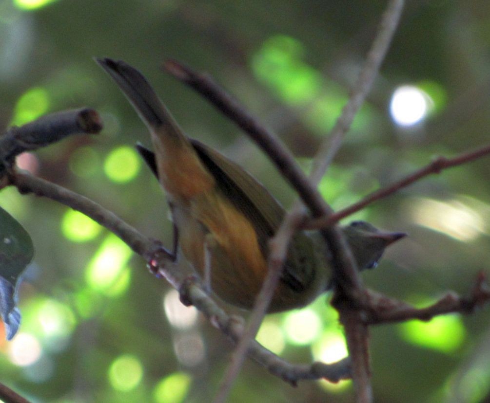 Ochre-bellied Flycatcher - ML396327711