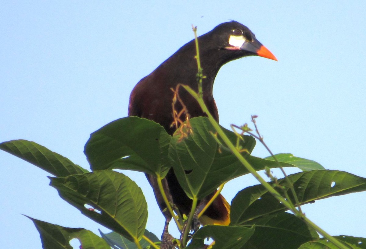 Montezuma Oropendola - ML396327751