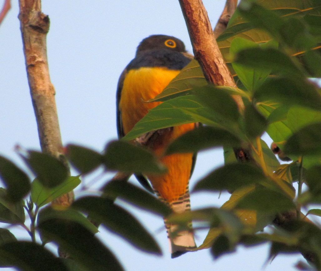 Gartered Trogon - ML396327801