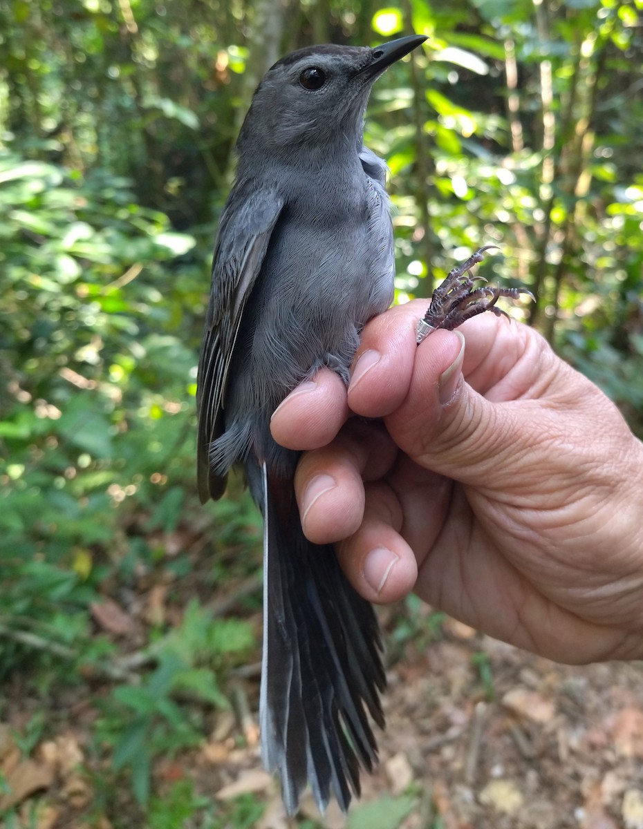 Gray Catbird - ML396327871