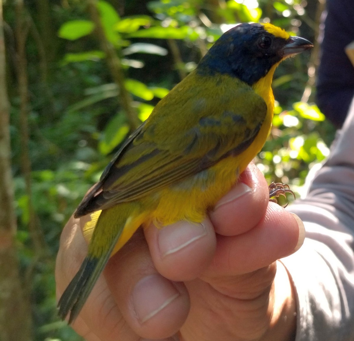 Yellow-throated Euphonia - ML396328091